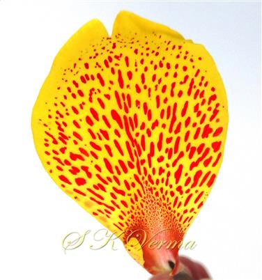  Labellum